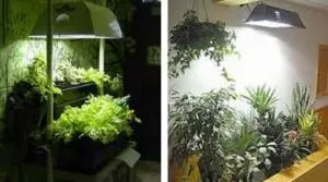 Искусственное освещение растений